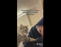 White grey cat staring at woman in blue jacket