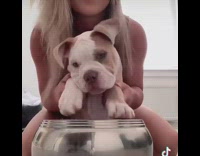 Lady makes puppy bang on bowl