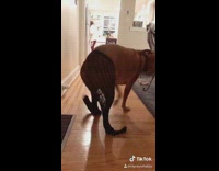 Dog wears pantyhose