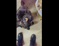 French bulldog dog sits treat on nose 