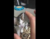 Collab PLC - Grey cat plays with hand