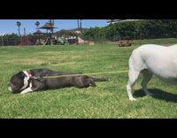 Black dog crawls on grass on leash