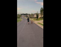 Brown dog walks while owner rides scooter 
