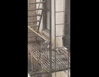Chubby possum crawls on fire escape 