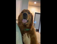 Dog grabs owner hand to scratch him 