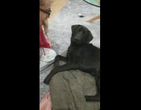 Guy asks dog who it loves more 