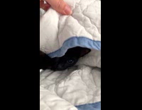 Collab Clips MPUGC2 - Woman peeks at cat hiding under blanket 