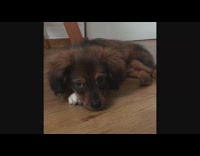 Brown puppy lays on wood floor water
