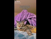 Owner with blanket over head tackles and cuddles cat