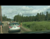 Brown buffalo walks by stopped cars family