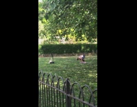 Girl yoga pose purple mat park tripod 