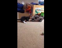 Cat Pulls Toy Truck