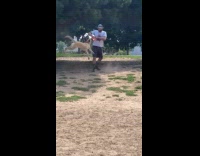 Dog possessive of toy holds it dearly