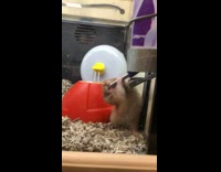 Hamster suck on water dispenser