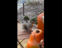 Squirrel bites on the Halloween pumpkin decoration