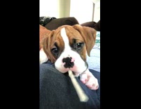 brown white baby chewing on white stick