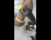 Monkey gropes woman wearing bikini at beach 