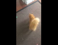 Filmer drops spring toys to orange cat