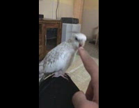 Grey cockatiel bird bite finger of owner