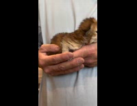 Man holds tiny fluffy kitten like baby