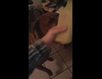 Dog try to take squeaky bottle toy