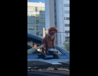 Woman hold brown dog on side mirror