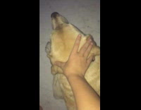 Guy squishes head golden retriever dog windows 