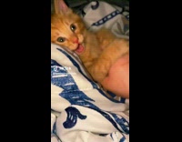 Collab Clips MPUGC2 - Owner shaking orange cat in bed on blanket