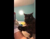 Cat touches girl and mug white shirt 