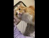 Collab Clips mpugc - Cat making weird purr noises next to owner