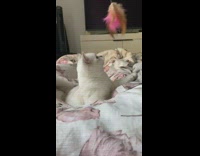 Grey white kitten cat pink feather toy 