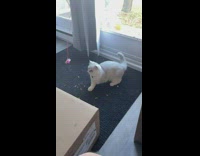 White cat chasing and playing with cat toy with slow mo 
