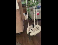 Black white cat ride swing with bait