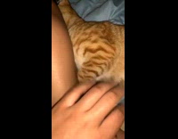 Cat sleeps beside owners leg in bed