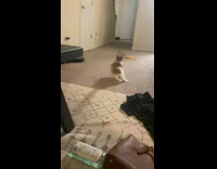 Lady and Kitten Plays Fetch at Home