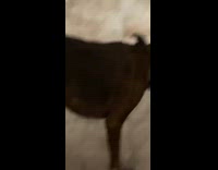 Pet dog slapped with a cheese and ate it