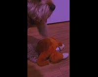 Collab Kale Salad IG - Dog dances to beat Better off alone