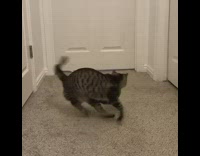 Cat chases white string tied to tail