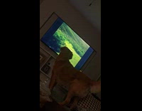 Dog barks at jump scare tv video