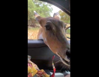 Antelope head enters car and eats food