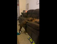 Brown puppy stands large dog lays couch 