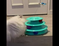White cat plays with blue toy balls 