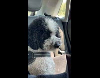 Collab KaleSaladIG - Pet dog sit and tries to stay awake inside the car