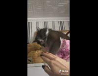 Grey white cat hitting hand behind pink towel brown basket