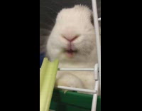 Bunny rabbit eats celery white green cage