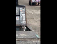 Collab WINY - Gray White cat peeking from sidewalk street cellar door 