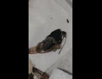 Guy black orange white butterfly cocoon finger