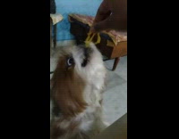 Brown and white dog eats noodle 