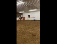 Collab BitchMP - Brown horse playing with blue ball