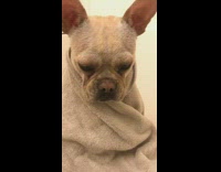music white dog laying down in bathtub covered in towel 